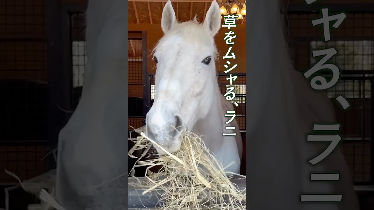 ただ、草をムシャるラニ #競馬 #horse #shorts #引退馬