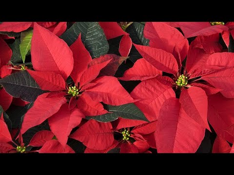 Znate li kako održavati božićnu zvijezdu? Donosimo nekoliko savjeta kako da vam traje što dulje