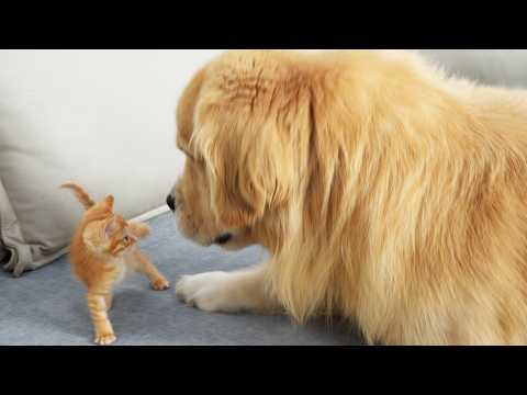 YouTube 썸네일