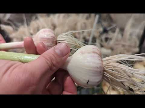 The Garlic Harvest of 2023!