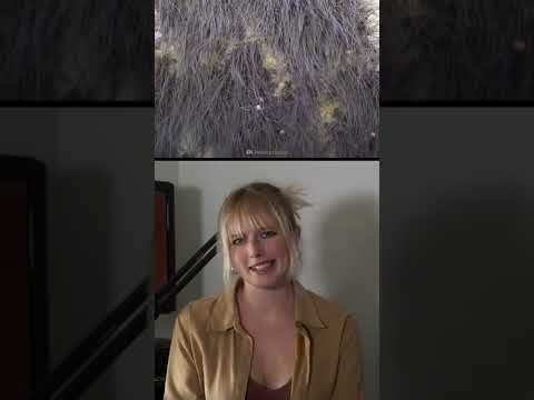 Daddy Longlegs #Shorts