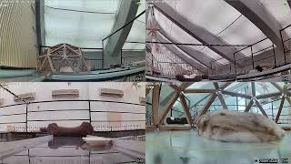 保護猫カフェ24時間ライブカメラ【ずっとねこ】東京キャットガーディアン live webcam