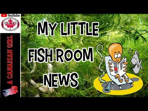 FISH ROOM│FRY, GROWOUT TANKS, GUPPIES, BETTA CUBES