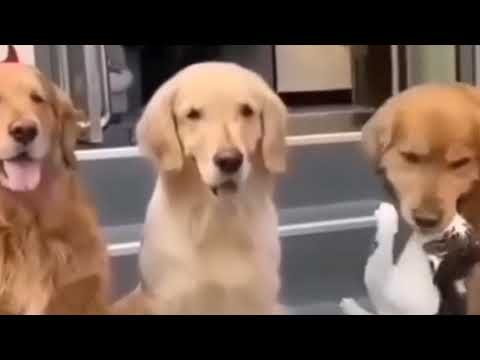 Funny Dog And Cat 😍🐶😻 comedy dog and cat| Funniest Animals | zahoor Hussain