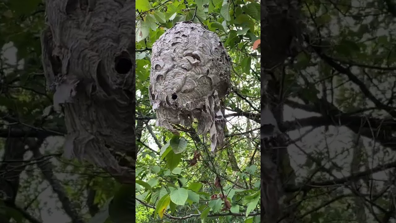 Huge Hornet 🐝 Nest #shortvideo #viralvideo #shorts