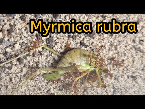 Bewässerung der Arena und ein Problem mit der Tränke bei Myrmica rubra (European fire ant)