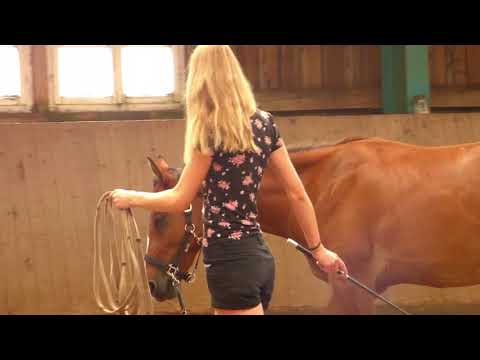 MUSTANG MAKEOVER 2018 Team Lina (TAG 4221) - Update 4