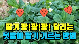 노지딸기 키우기 올해 모종을 심으면 내년에 먹을수있어요. 한번심어 평생먹는 딸기 이렇게 심어 놓으세요