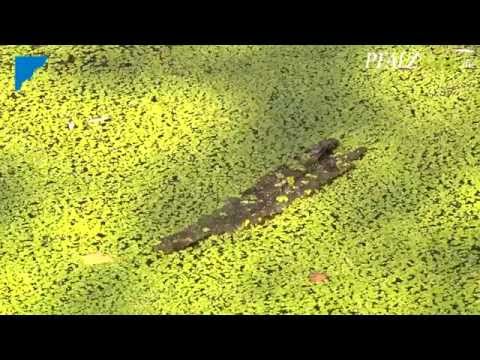 Rhein-Pfalz-Kreis - Rheinauen