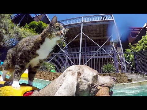 GoPro: Didga the Dog-Surfing Cat
