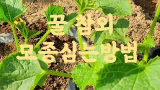 꿀 참외 모종 심기