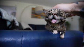 Lil BUB's Ultimate Purring Compilation
