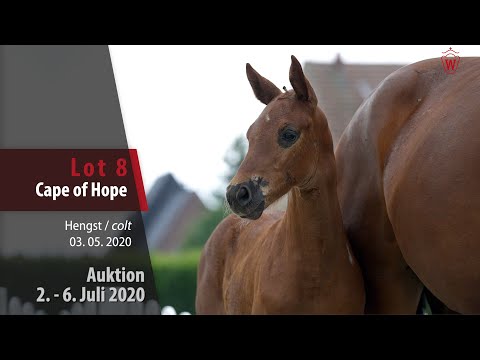 Online Auktion 2. - 6. Juli: Lot 8 Cape of Hope Hengst v. Comme il faut NRW -  De Quidam