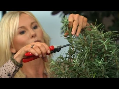 Så får du till vackraste höstträdgården - Nyhetsmorgon (TV4)