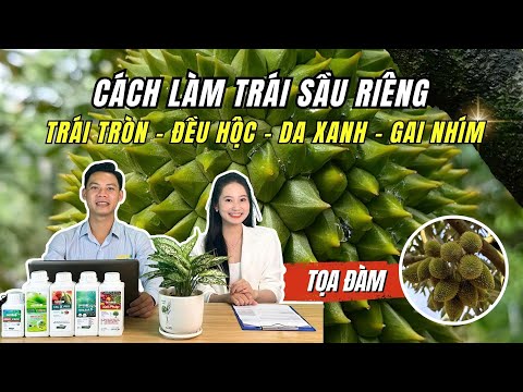 CÁCH LÀM TRÁI SẦU RIÊNG: TRÁI TRÒN - ĐỀU HỘC - DA XANH - GAI NHÍM | SỬA TRÁI SẦU RIÊNG ĐÚNG CÁCH