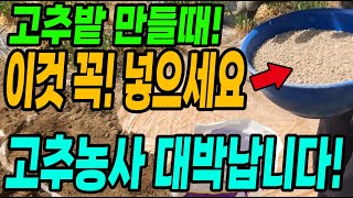 고추밭만들때 이것 꼭 넣어야 고추가 주렁주렁달려 대박납니다!