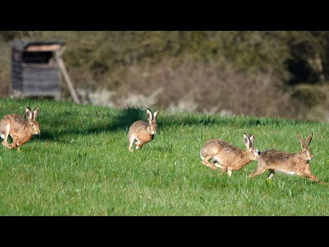 Hasenspaß am frühen Morgen - 5 Feldhasen zwischen Notzingen und Hochdorf