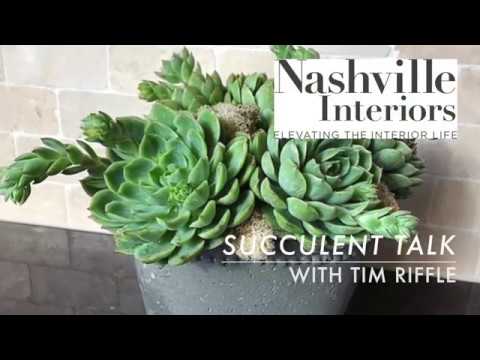 download lagu mp3 mp4 Where To Buy Succulents In Nashville, download lagu Where To Buy Succulents In Nashville gratis, unduh video klip Where To Buy Succulents In Nashville