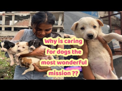 Why is caring for dogs the most wonderful mission?#rescue#rescuelove#pets #rescueefforts#rescuestory