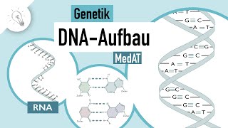DNA Aufbau | Genetik | MedAT | Biologie