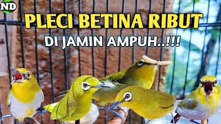 Download lagu Suara Pleci betina Ribut Untuk memancing Emosi pleci Jantan mp3 Download lagu Suara Pleci betina Ribut Untuk memancing Emosi pleci Jantan mp3