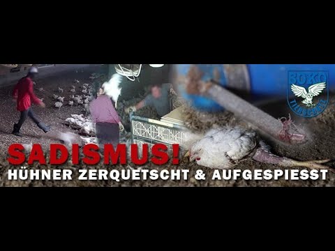 Sadismus! Hühner zerquetscht und aufgespiesst// SOKO Tierschutz e.V.