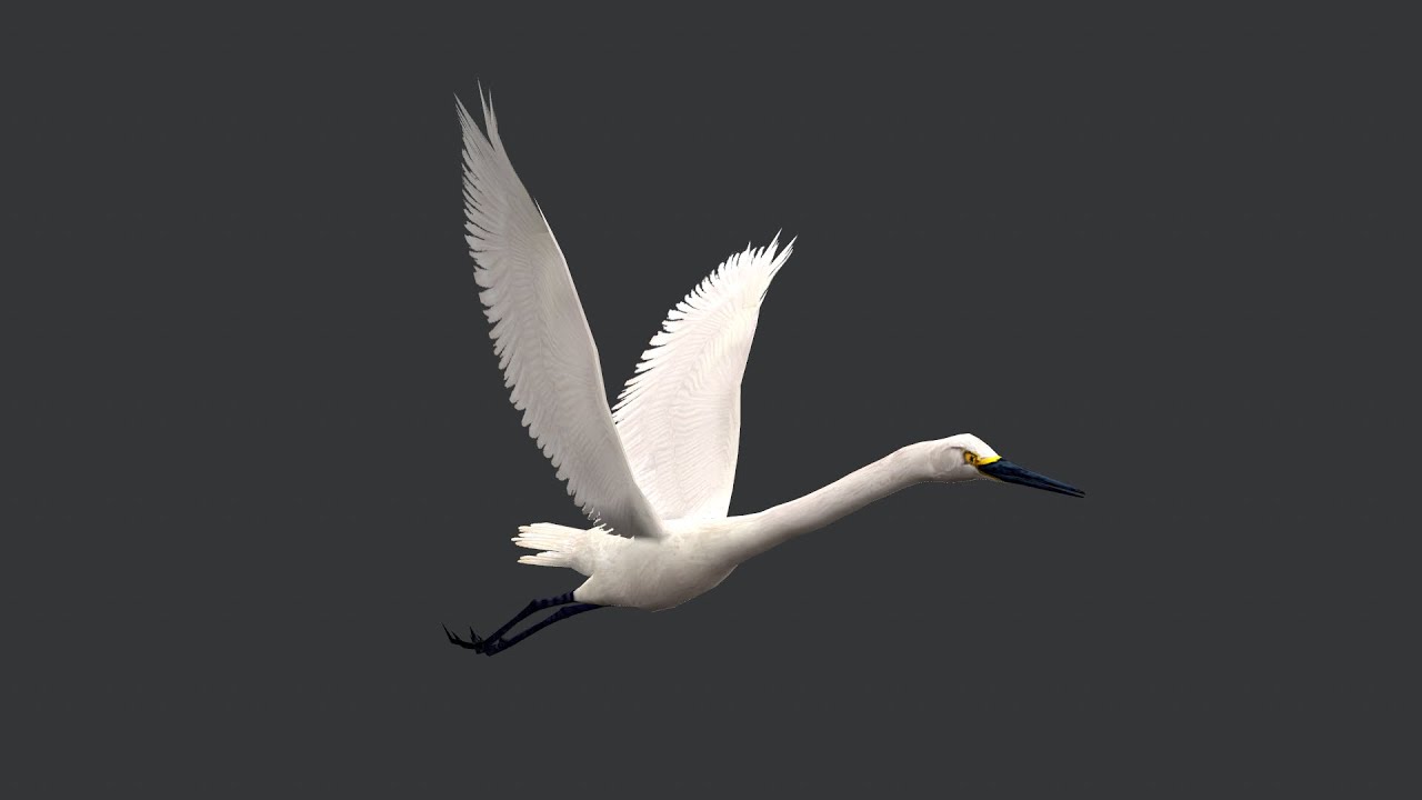 Animated egret 3D Model