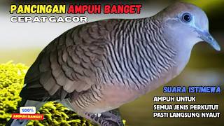 Download lagu Perkutut Lokal Gacor Suara Kung Besar Pancingan Semua Perkutut Agar Cepat Bunyi! | Zebra Dove 184 mp3 Download lagu Perkutut Lokal Gacor Suara Kung Besar Pancingan Semua Perkutut Agar Cepat Bunyi! | Zebra Dove 184 mp3