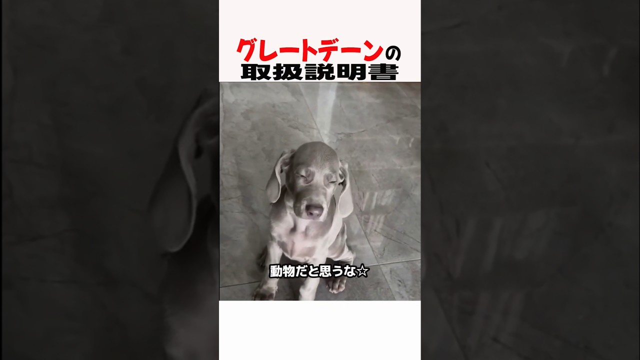 グレートデンの取扱説明書　#グレートデン #大型犬 #大型犬のいる生活 #大型犬のいる暮らし #犬好きさんと繋がりたい #元気お届け
