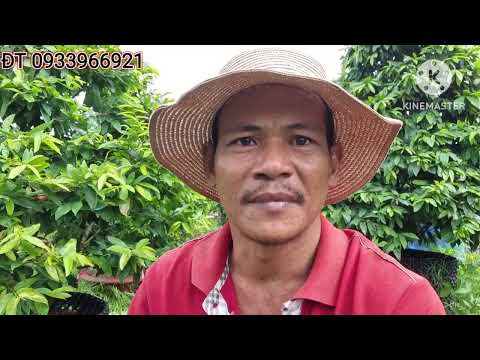 Cách bấm đợt mai vàng giữa tháng 7 âm lịch và sử dụng phân bón phù hợp.