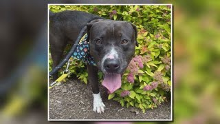 Download the video "2 The Rescue: Meet Venture"