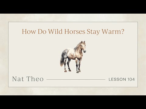 How Do Wild Horses Stay Warm? Lesson 104