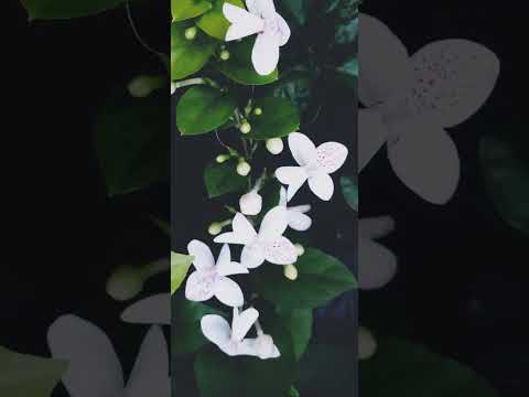 some of my white flower 💮 in my garden 🏡