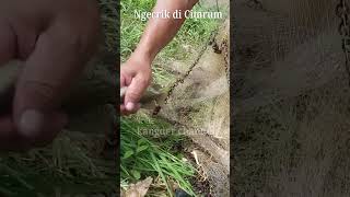 Download lagu Ngecrik di tepian sungai Citarum, sudah mulai musim ikan guys...mantap! #jala #fishing #shorts mp3
