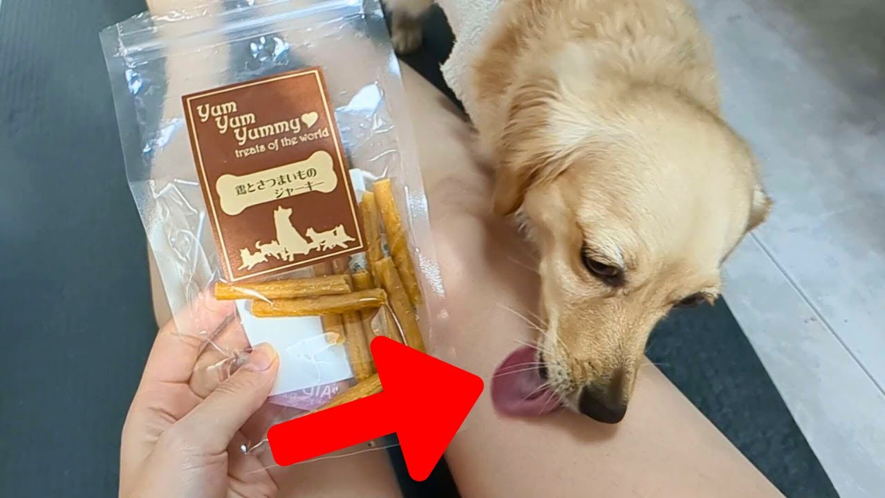 This Dog Knows Exactly What She Wants【Dachshund dog】