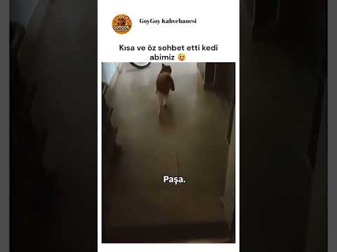 Resmen sohbet ediyor kedi kardeş 🤣😻