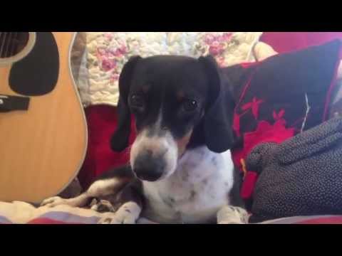 Tennessee Hound Dog: Covered by Amaya Rose