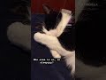 Who Else Can Fall Asleep Anywhere MEow MichitheTuxie