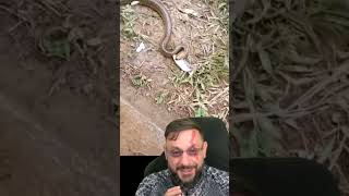 Cobra-d'água pegou o peixe e foi embora #biologohenrique #animais #bichoesperto #biologo