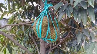 Download lagu Testimoni Eco Farming Pada Pohon Durian di Dasan B... mp3