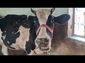 Pets Animals Cow Buffalo Villagefarming Animalfarming