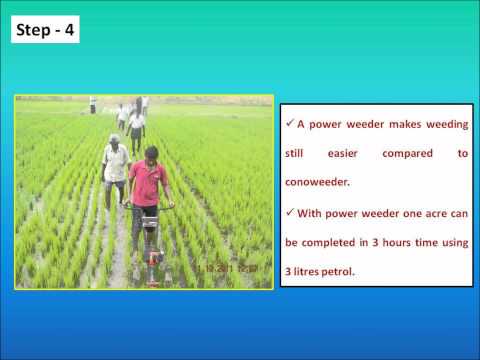 Direct seeding in rice.wmv