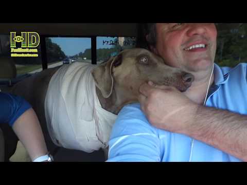 YouTube video about: How much does it cost to amputate a dog's leg?