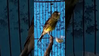 Download lagu KENARI malas bunyi, Terapi untuk kenari masteran canary #canarysingtraining #kanareyka #canário mp3