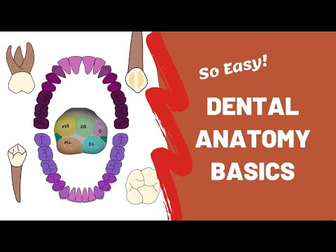 Introduction to Dental Anatomy