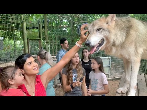 We Pet Wolves! - Wolves Up Close - Our Timber Wolf & Arctic Wolf Encounter - Wolves