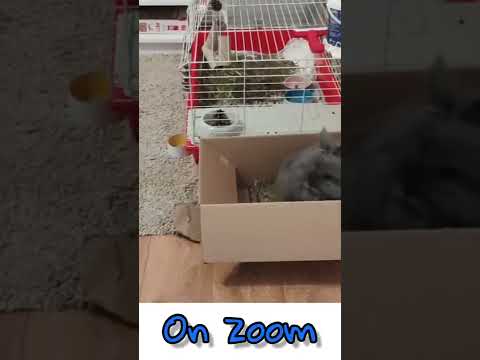 Bunny Zoom Likes Formula 1 #shorts #bunny #rabbit #zoom #formula1 #short #viral #trending