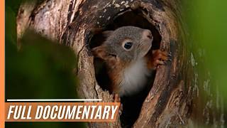 A Vibrant Celebration of Spring's Magic and Animal Adventures | Full Documentary