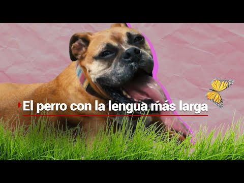 Huellitas y Rabitos | Un perro con lengua extra larga