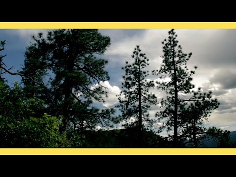 Surf Rock Is Dead - Always Learning Not What To Do [VISUAL]